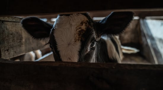 Dairy calf peers through space in individual calf stall