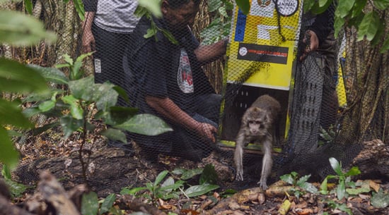 ex-dancing monkeys released at nature reserve