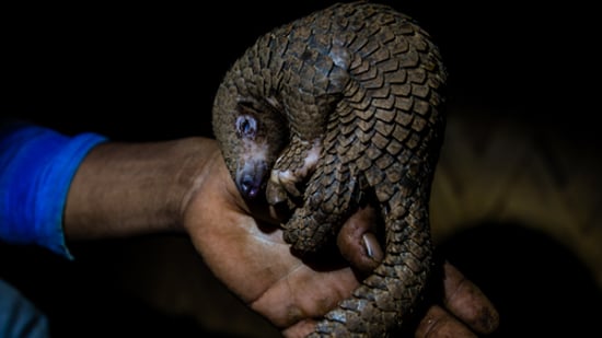 Trafficked Pangolin for it's scales used in traditional medicine