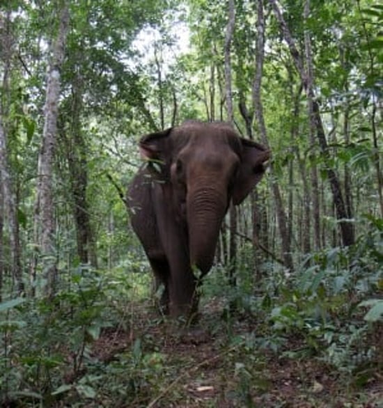 Elephant in the forest