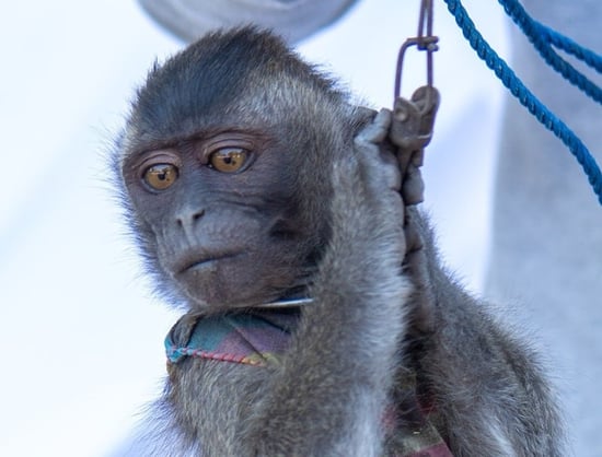Dancing monkey