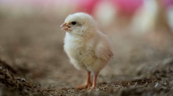 The Pecking Order 2020 report cover photo