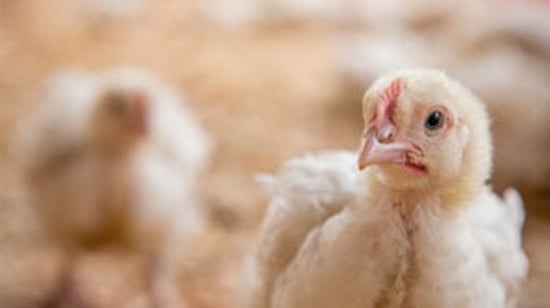 The Pecking Order 2022 report cover photo