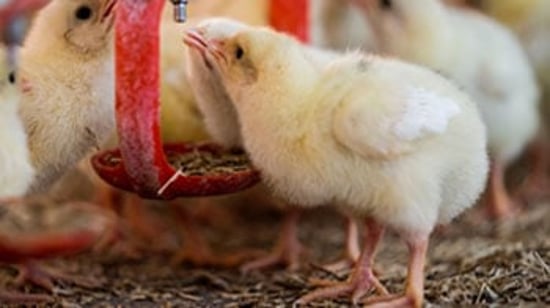 The Pecking Order 2023 report cover photo