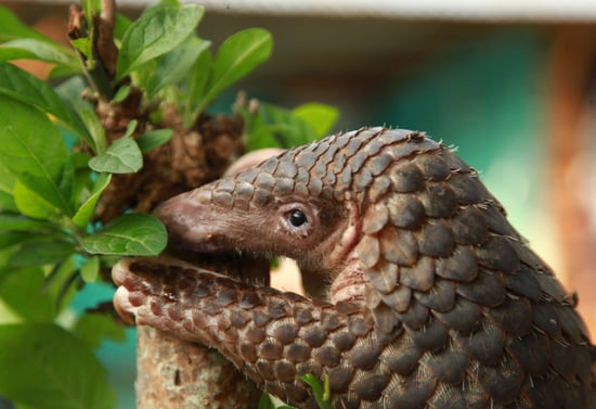 A rescued pangolin hold on a branch