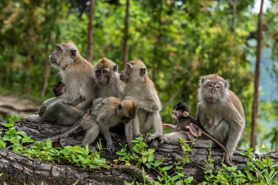 A family of Macaque monkeys sit on a log in the forest.
