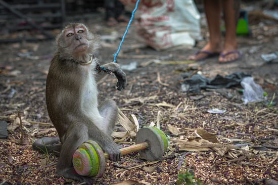 The image shows a monkey on a leash, sitting on the ground and holding a colorful wooden dumbbell-like object. The background includes dirt, debris, and a person’s legs and feet wearing sandals.