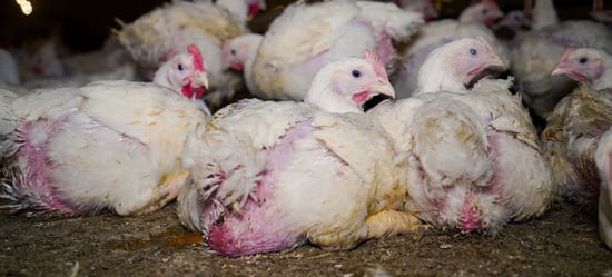 Low welfare chicken broiler farm. Credit: Tracks Investigations