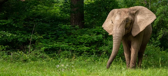 Mundi the elephant at ERNA, Georgia, US