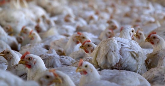 Chickens crammed together close up in indoor farming system - World Animal Protection - Change for chickens
