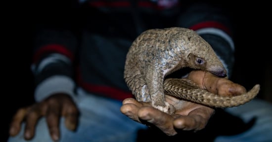 Skældyr er et af de mest handlede vilde dyr