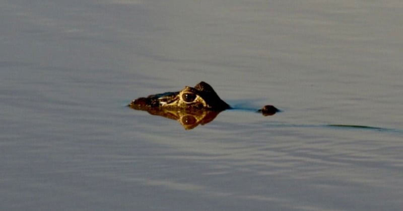 A young wild crocodile swims freely in open waters, its head surfaced as it swims.