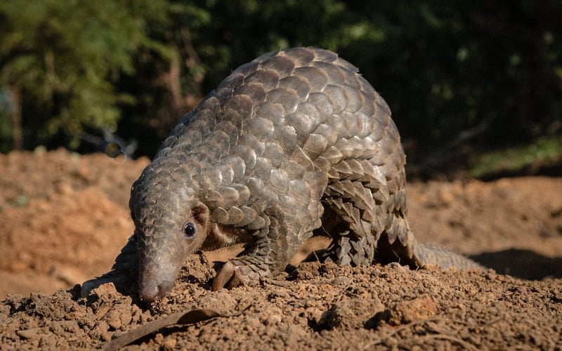 Two species:  the Indian pangolin (Endangered) and the Chinese pangolin (Critically Endangered) currently occur in Northeast India.