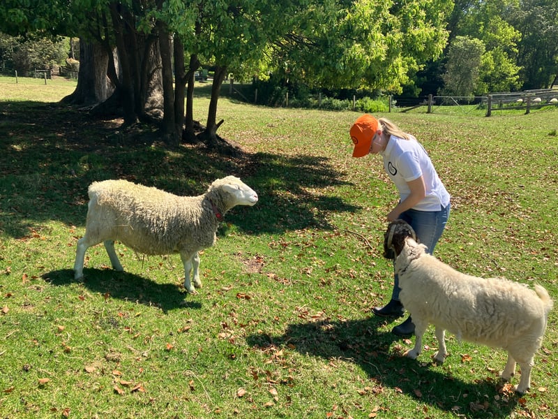 Sheep in field with person person in branded world animal protection clothing