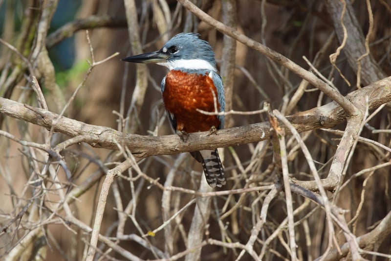 Aquidauana is an area of Mato Grosso do Sul province and the home of the Pantanal. Credit: World Animal Protection