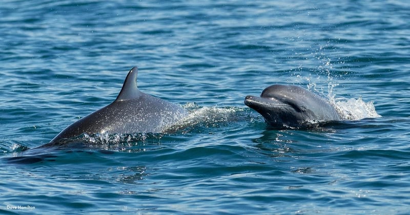 Wild dolphins swimming in the free open waters of the Golfo Dulce Whale Heritage Area. Image credit: Dave Hamilton