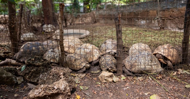 10.	Tortoises in one of the facilities enclosed in a small space next to a shallow pond with dirty water.