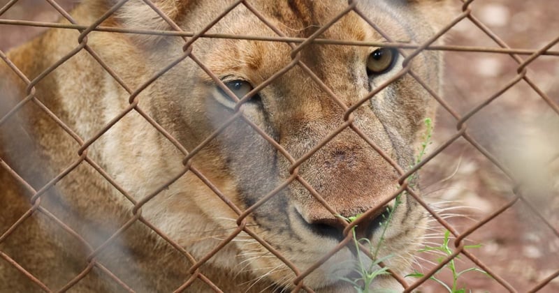 A Lion in captivity in an undisclosed location in Africa. Image credit: World Animal Protection