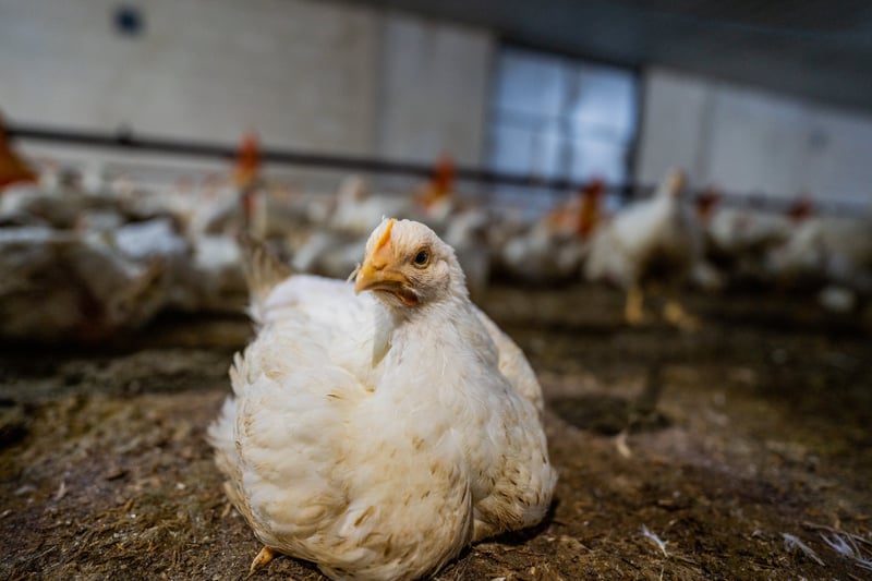 This broiler farm in Thailand is typical of large-scale chicken farms that supply broiler chickens to restaurants and to corporate supermarket chains for local and international distribution. The farm has two rearing sheds at this location with approximately 22,000 30-day-old juvenile chickens per shed. The chicks are raised with continuous artificial lights kept on for up to 24 hours a day and with fans running to maintain a temperature of approximately 25 degrees Celsius (77 degrees Fahrenheit). This combination of lighting and temperature stimulates the birds to eat and drink continuously.  During the first 10 days on the farm, the chicks receive a vaccine from their drinking water to prevent disease. They are then constantly fed to increase their body weight until they reach a market weight of 1.8 to 2.2 kgs, usually within 30 days. On these industrial chicken farms,  this rapid weight gain often leads to chicks having weak legs and experiencing difficulty walking. Approximately eight to twelve hours before the chickens are slaughtered, the farm stops feeding them: This reduces the contents in their digestive tracts and minimizes contamination of their carcasses and of slaughterhouse equipment.   According to the farmer, the farm must keep the chicken mortality rate below three percent to meet the standards of the company that supplies the chicks. The farmer says that the farm finds three to four dead chickens each day. Dead birds found on the farm will be disposed of either by incineration or by boiling the bodies and feeding them to farmed catfish.