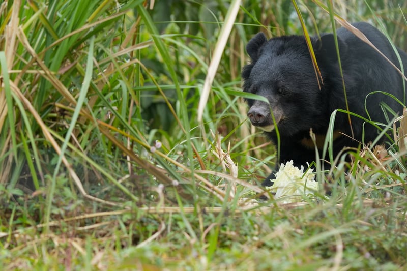 Ninh Binh | 2025 01 15 | Bear Chinh at BEAR SANCTUARY Ninh Binh eating cabbage in the outdoor enclosure Photo by Jeremy Lamberton.