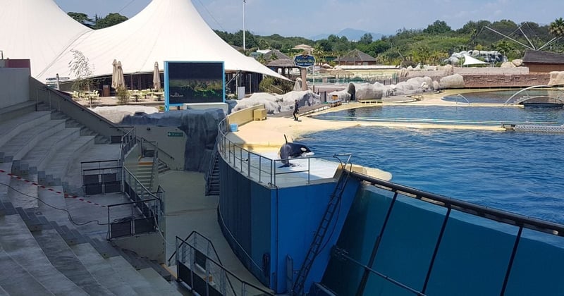 An orca at Marineland, Antibes in France. The stadium is empty. Image credit World Animal Protection, 1022951.