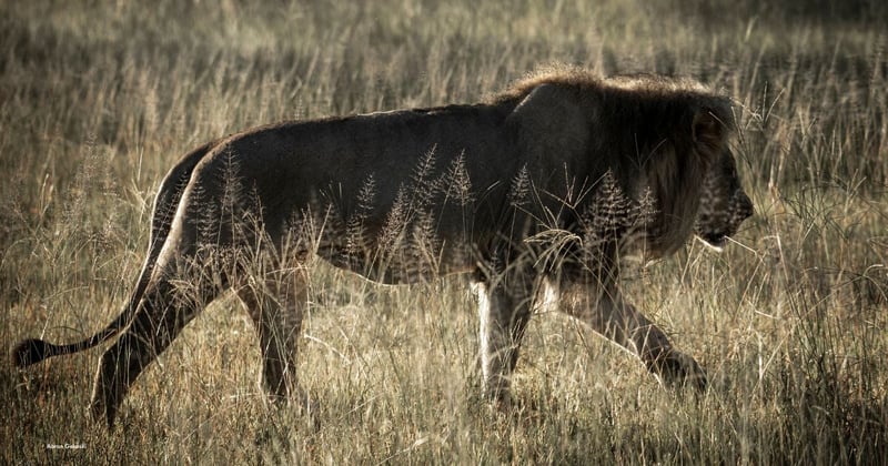 A wild lion walks in the grasslands in Hwange National Park, Zimbabwe. Image credit: World Animal Protection / Aaron Gekoski