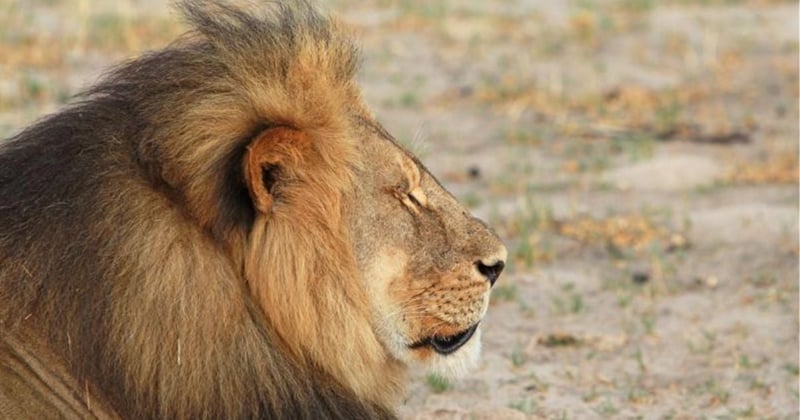 A side portrait of Cecil the lion, who was killed on July 1st 2015.