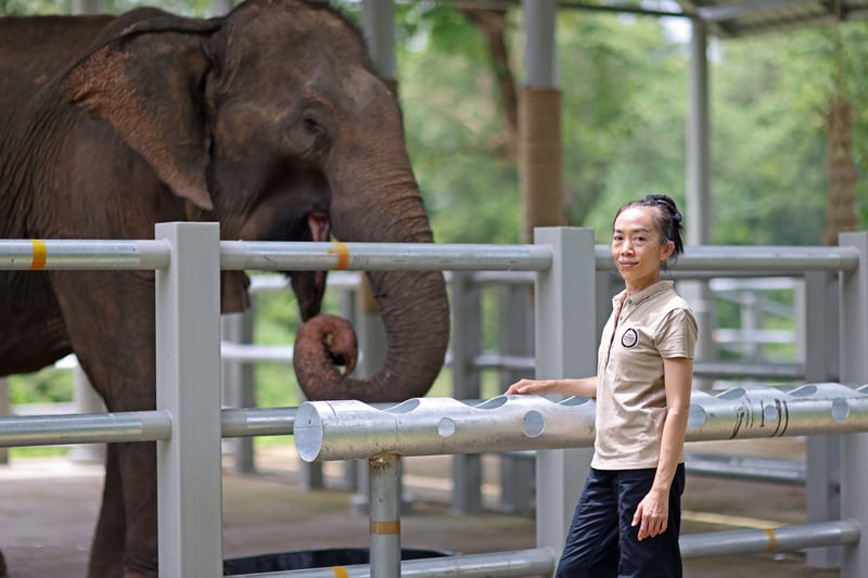Elephant Forest Phitsanulok (EFP), formerly Sappraiwan Elephant Sanctuary (SES), opened as a pioneering model for elephant-friendly tourism, the first of its kind in the region. Credit: World Animal Protection