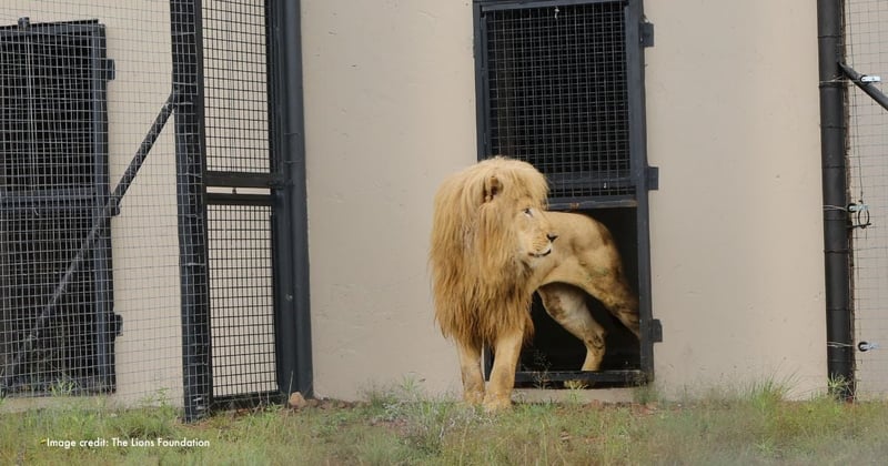 Mannie's first steps in his isolation enclosure in South Africa. Image credit: The Lions Foundation.