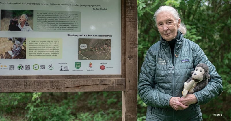 Budapest, Hungary - May 09 2023 Dr. Jane Goodall with Mr. H at the Jane Goodall Nature Trail. Image credit by vitrolphoto / Shutterstock