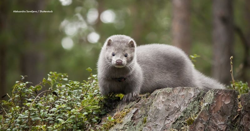 Young mink in the wood on the stub. Mink are commonly farmed for their fur in the fashion industry. Image credit: Aleksandra Saveljeva / Shutterstock