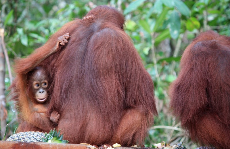 A female orangutan and her infant feeding at Nyaru Menteng Rescue and Rehabilitation Centre run by the Borneo Orangutan Survival Foundation (BOS).