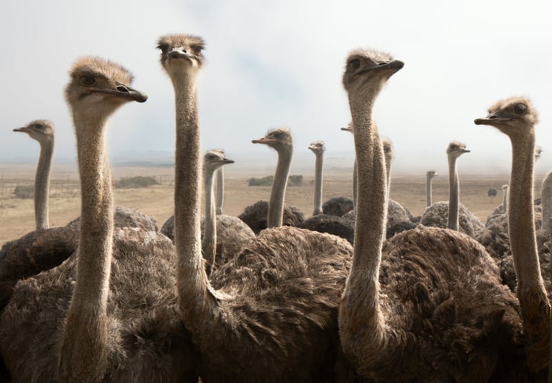 Group of ostriches on a farm with misty clouds; Shutterstock ID 75234091; licensed for use globally in all media.. Credit: Johan Swanepoel/Shutterstock