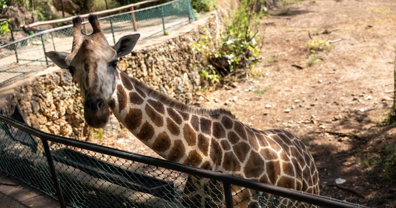 A tick infested giraffe (zoom on neck) highlighting severe neglect in one of the facilities.