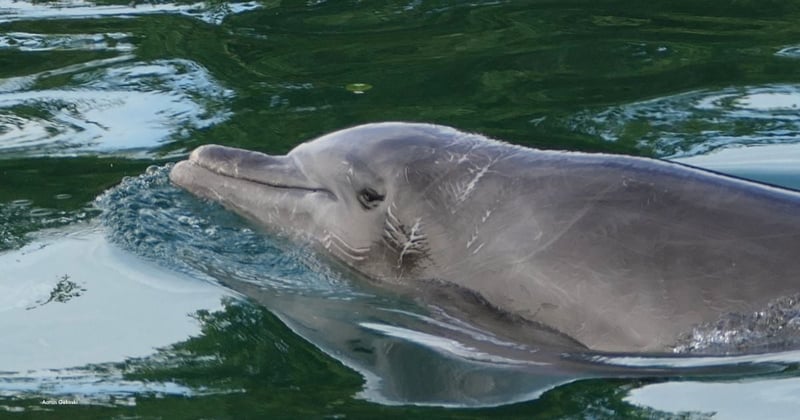 Dolphin with excessive rake marks at TUI venue
