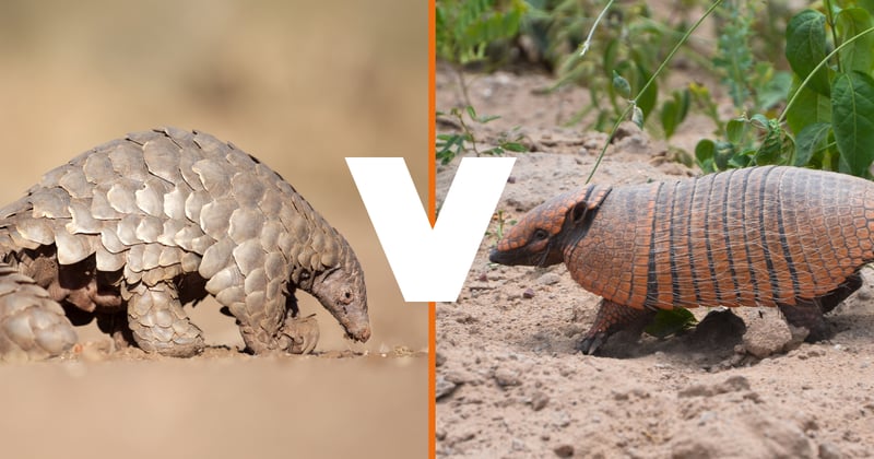 A pangolin in the wilderness to the left of the image, an armadillo to the right surrounded by foliage. In the centre is the letter V to indicate 'Pangolin V Armadillo'