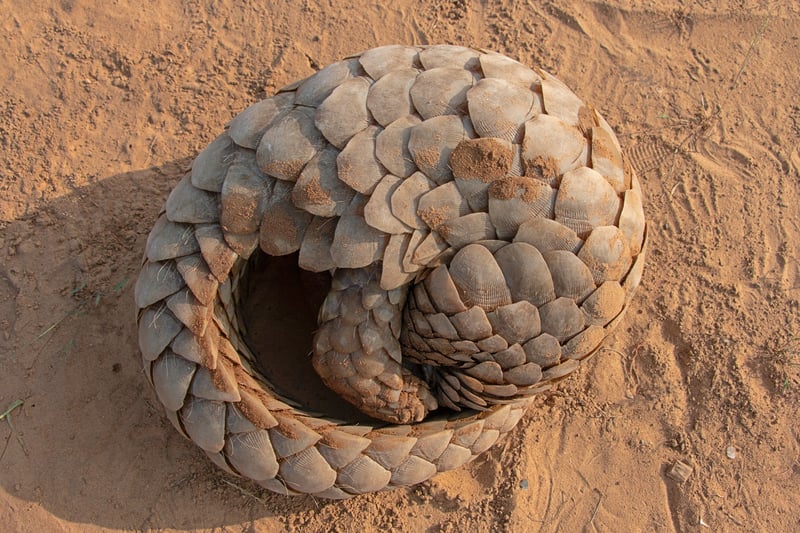 Indian Pangolin, one of the most trafficked wildlife species ; Shutterstock ID 1721625979; licensed for use globally in all media.