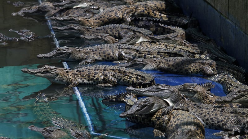 Crocodile farm. Credit: Dean Sewell / World Animal Protection