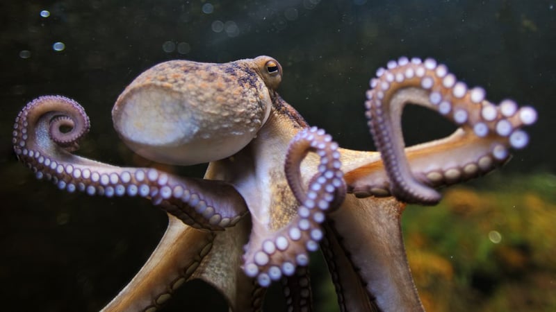 Octopus