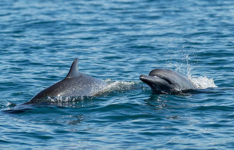 Golfo Dulce Whale Heritage Area in Costa Rica. Credit: Dave Hamilton