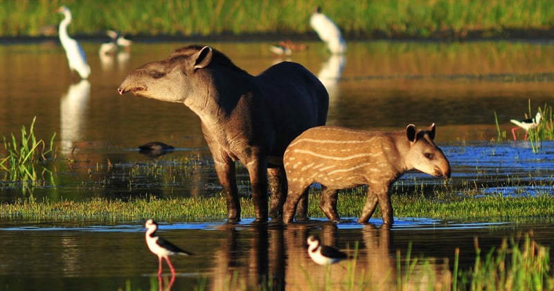 Credit: Shutterstock / Lucas Leuzinger