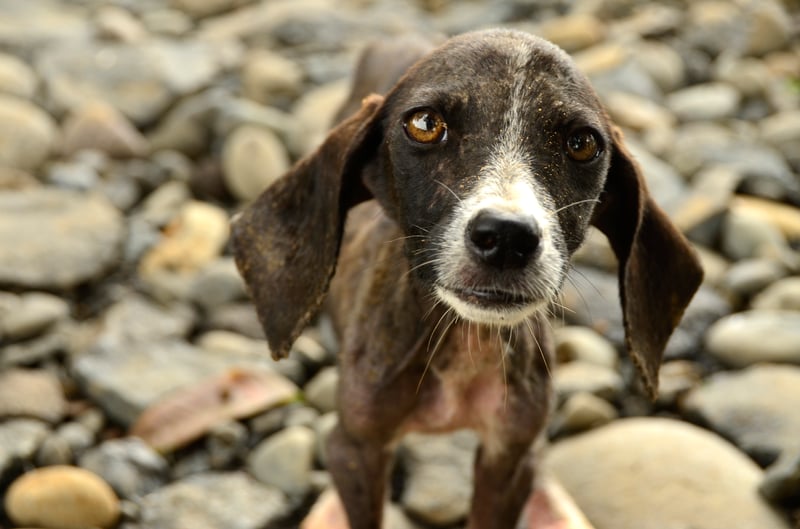A stray dog affected by the floods in Costa Rica in 2011