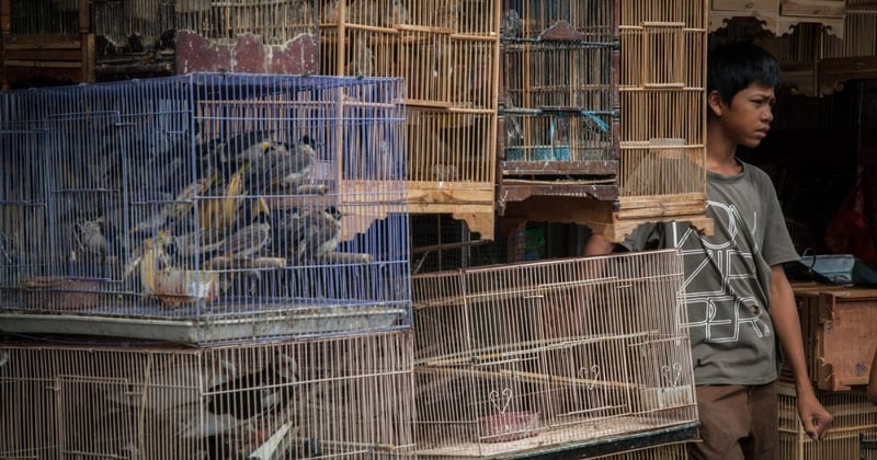 A boy stands by caged birds for sale at the Denpasar Bird Market (Pasar Burung) in Bali, Indonesia