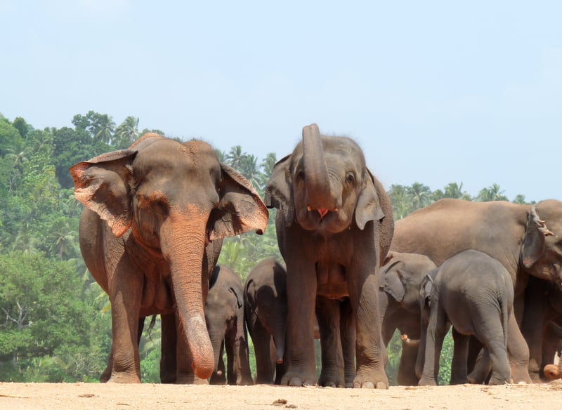 Asian elephants at Pinnawela orphanage in Sri Lanka.