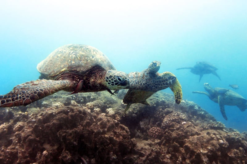 Sea turtles