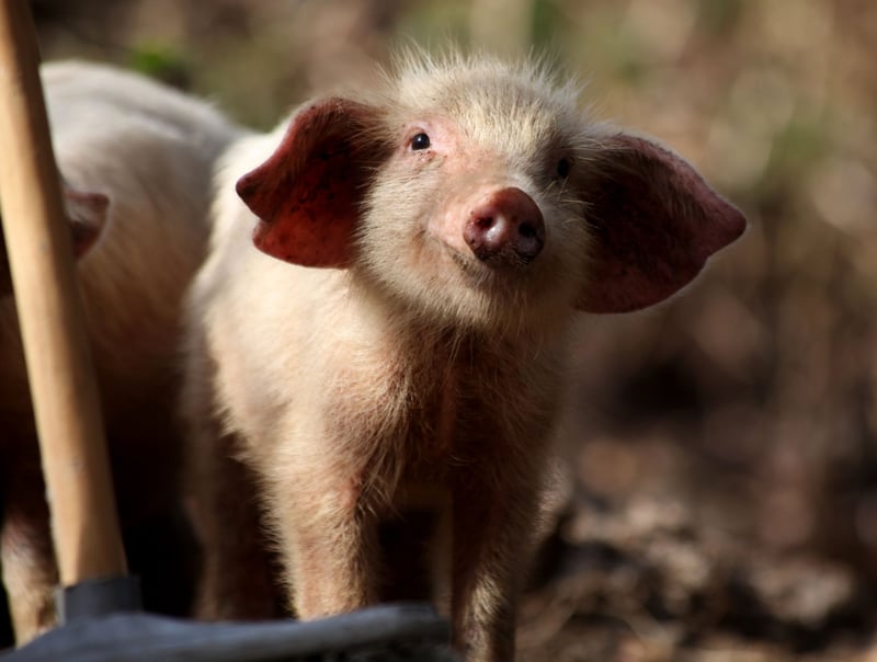 Piglet