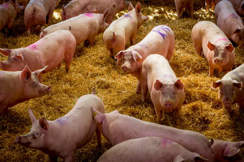 Pigs in group housing with deep beds in a higher welfare indoor farm in the UK