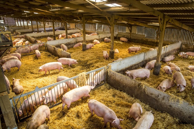 UN supports better welfare for farm animals worldwide