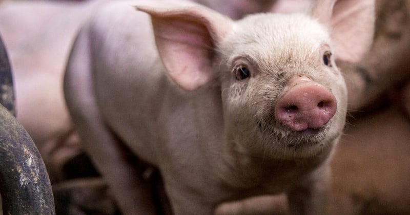 UK pig farm