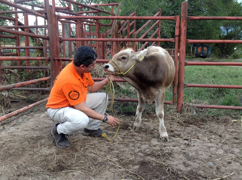 Cattle being examined by our disaster response team